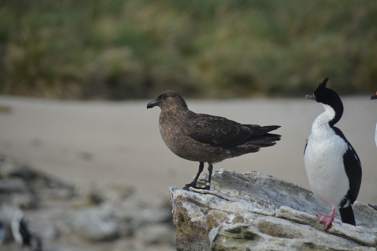 Brown Skua - ML646659974