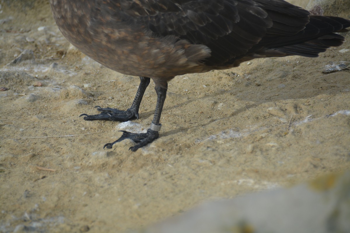 Brown Skua - ML646659975