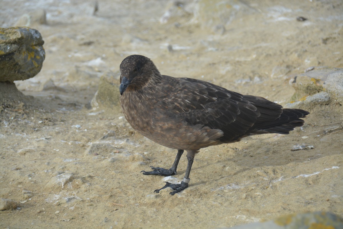 Brown Skua - ML646659976