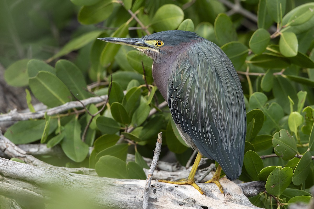 אנפית ירוקה - ML646659977