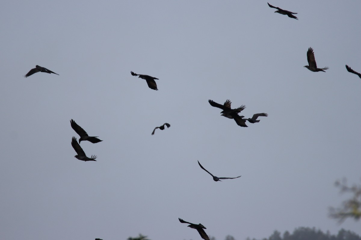 Common Raven - ML646659980