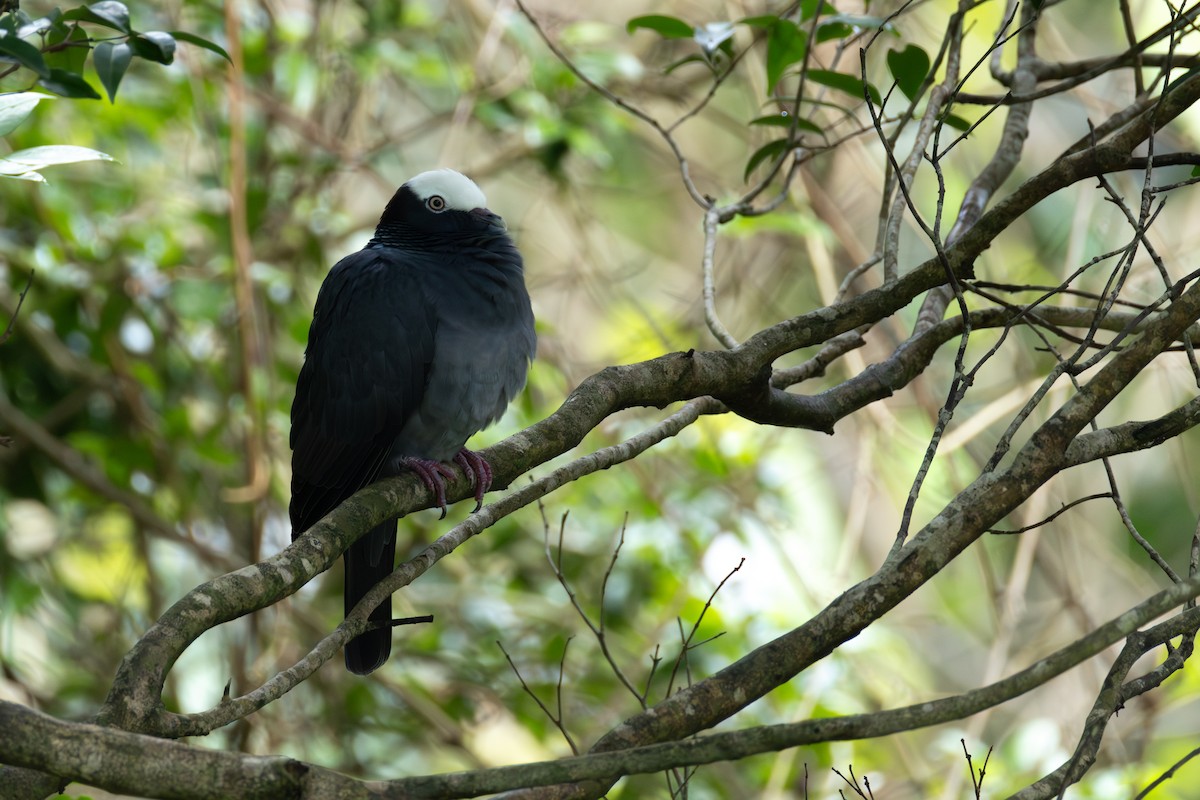 White-crowned Pigeon - ML646659982