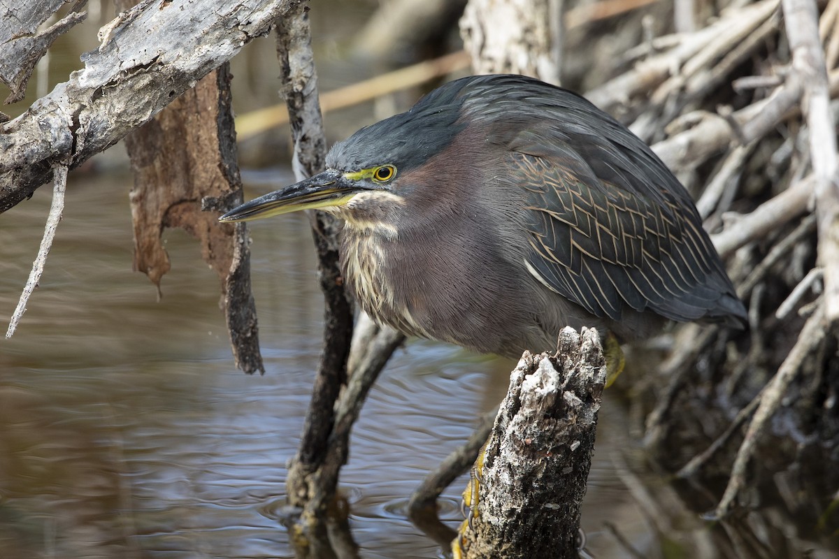 אנפית ירוקה - ML646659990