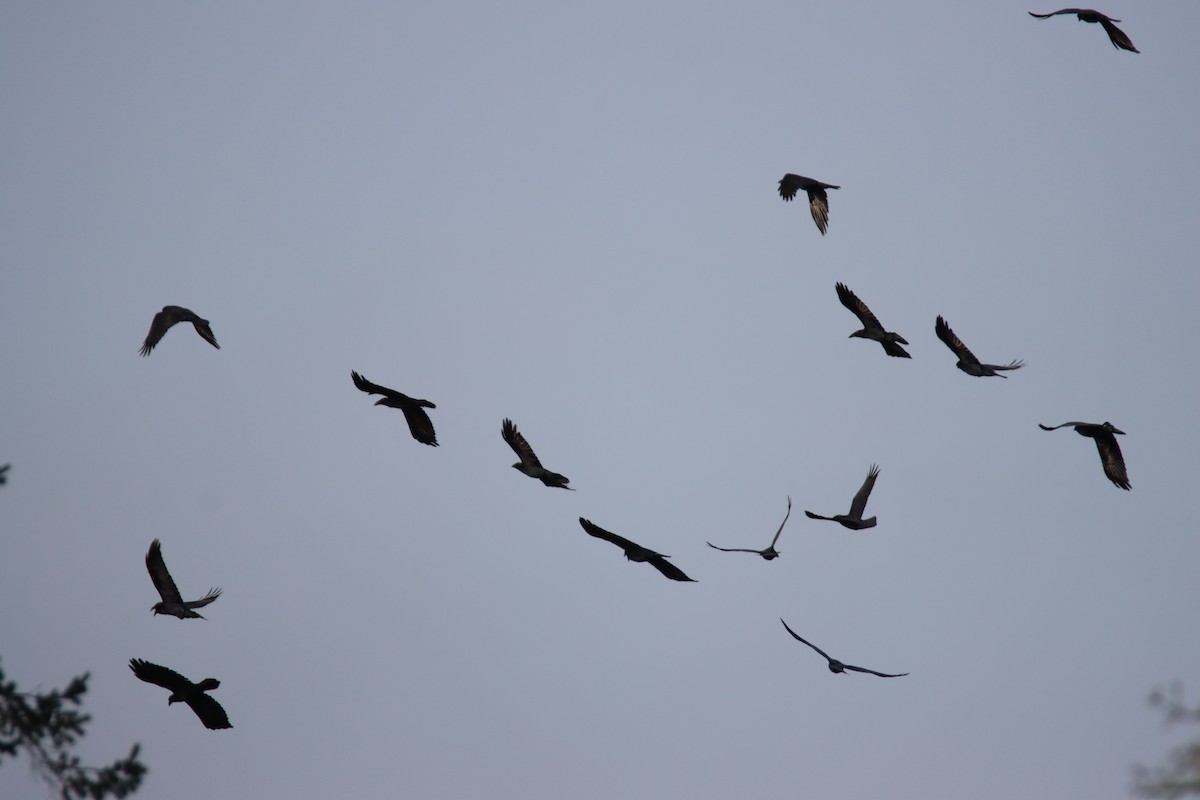 Common Raven - ML646659991