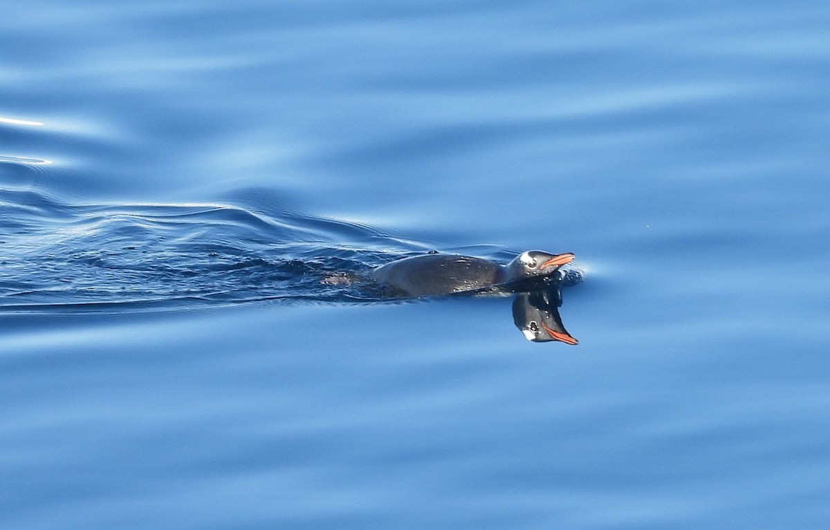 Gentoo Penguin - ML646659992