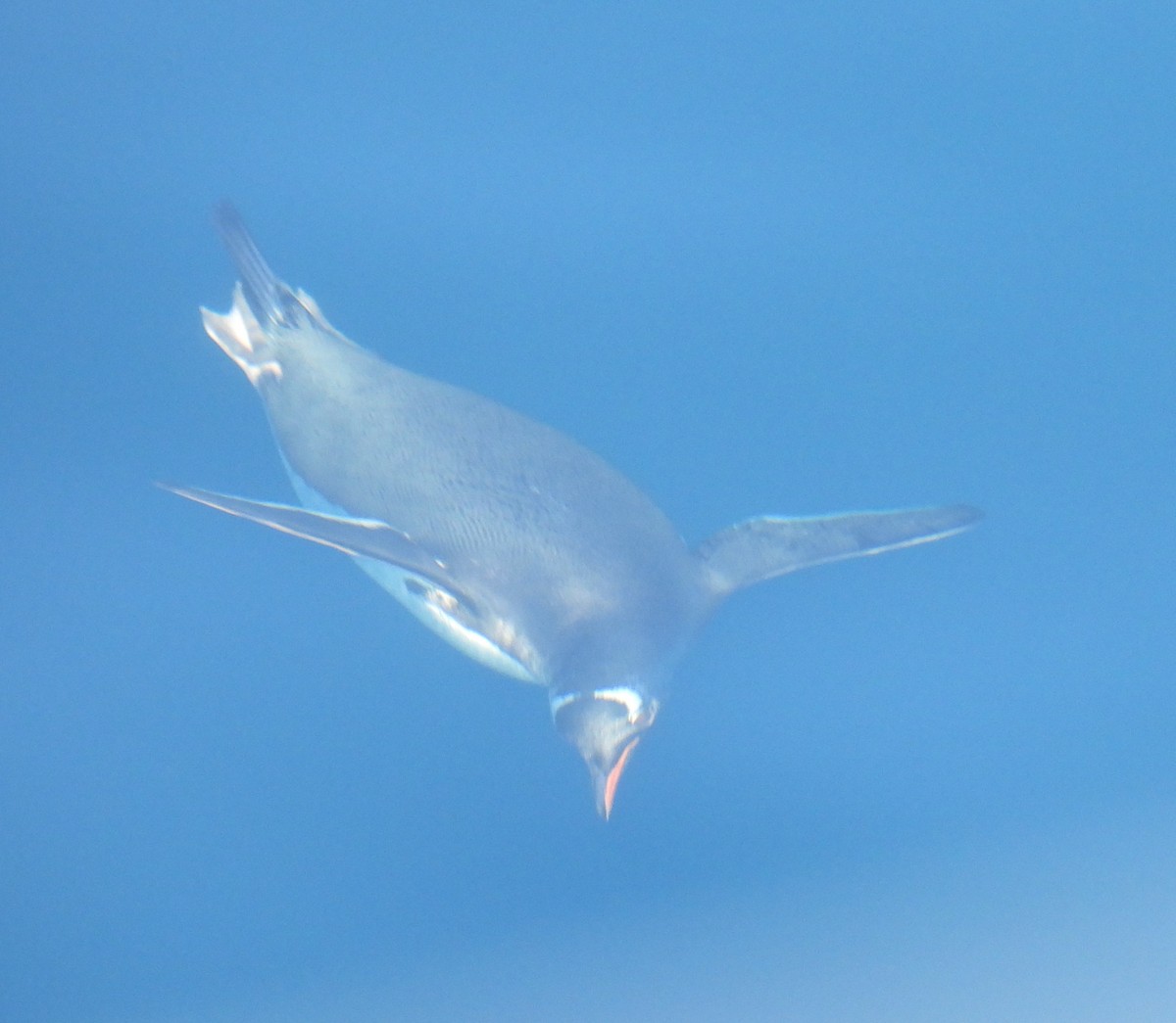 Gentoo Penguin - ML646659993