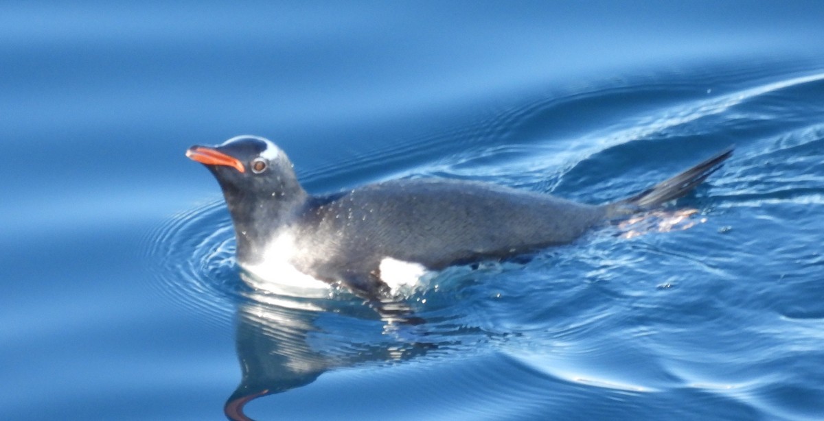 Gentoo Penguin - ML646659996