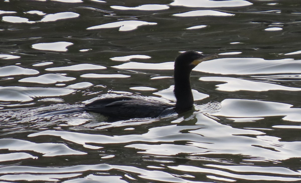 Cormoran vigua - ML646660000