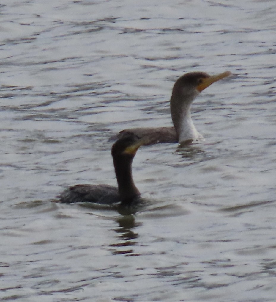 Cormoran vigua - ML646660001