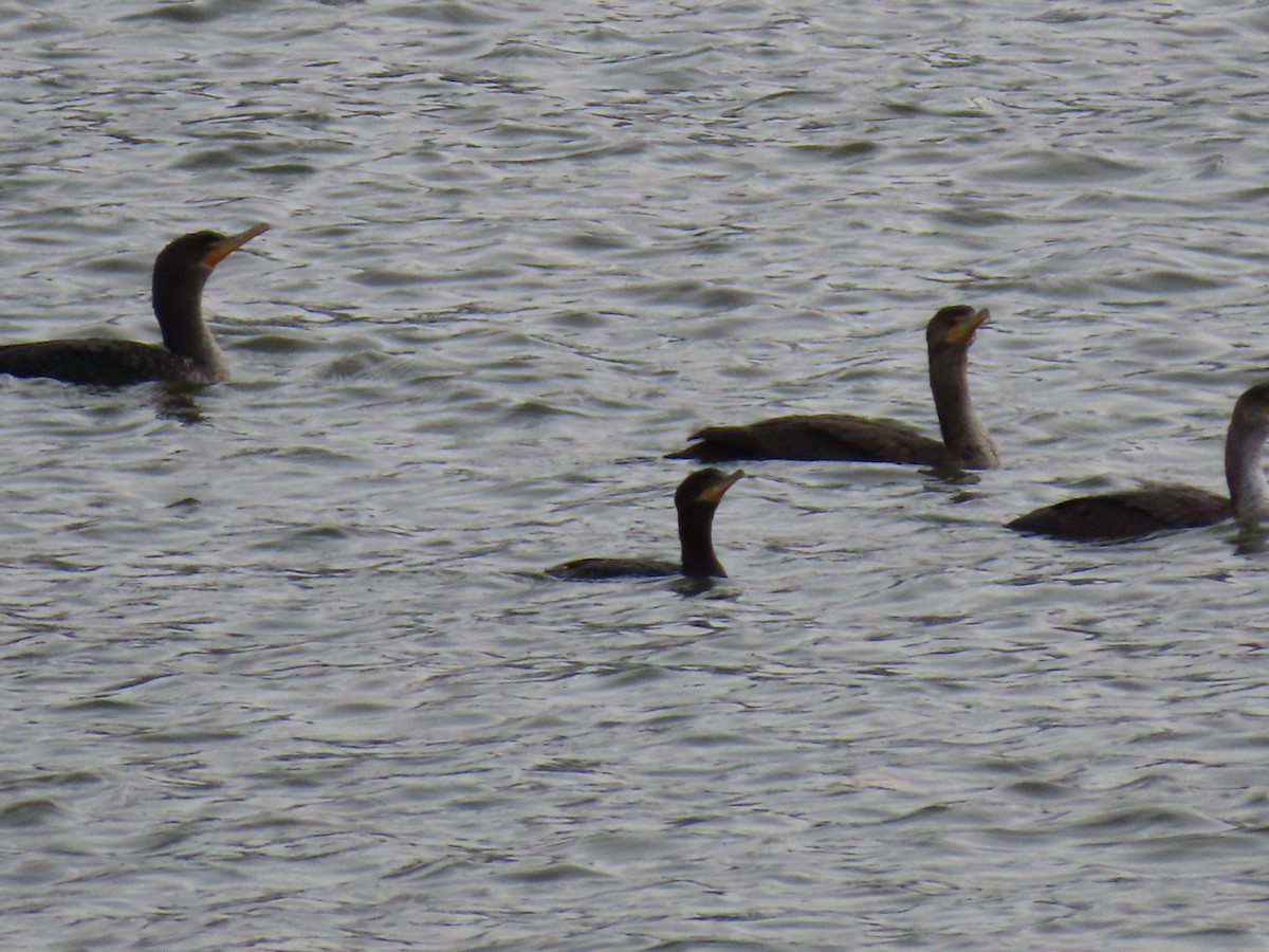 Cormoran vigua - ML646660002