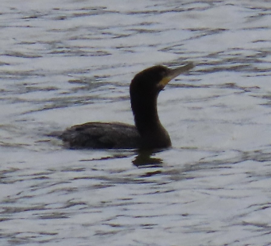 Cormoran vigua - ML646660003