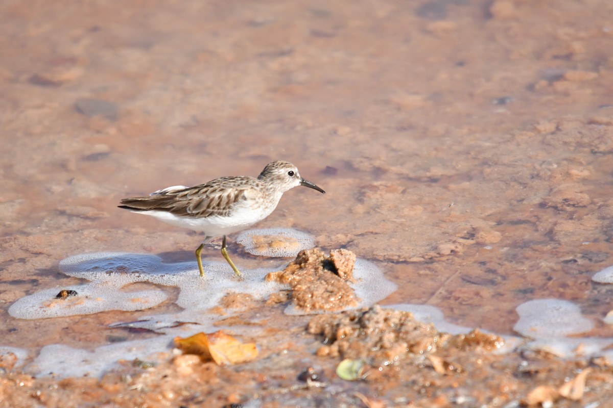 Least Sandpiper - ML646660004