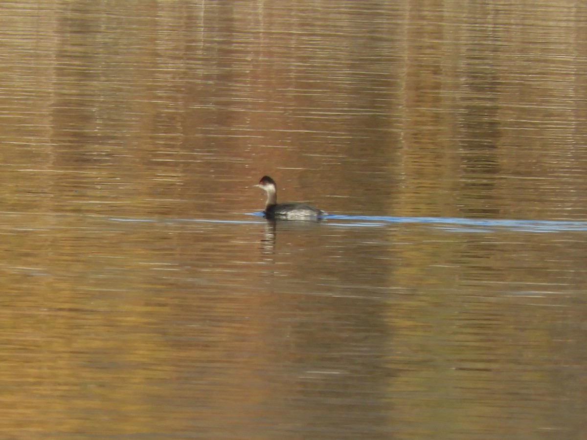 Grèbe à cou noir - ML646660006