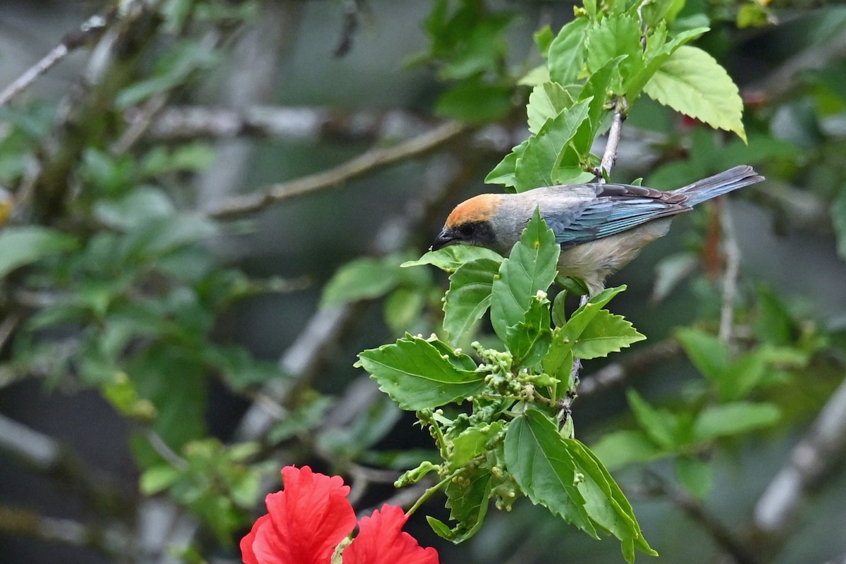 Calliste passevert - ML646660007