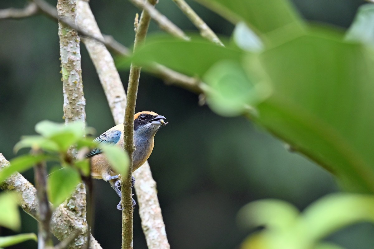 Calliste passevert - ML646660008