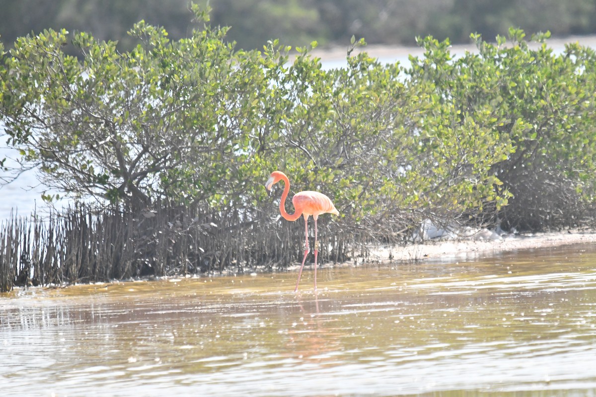 American Flamingo - ML646660010