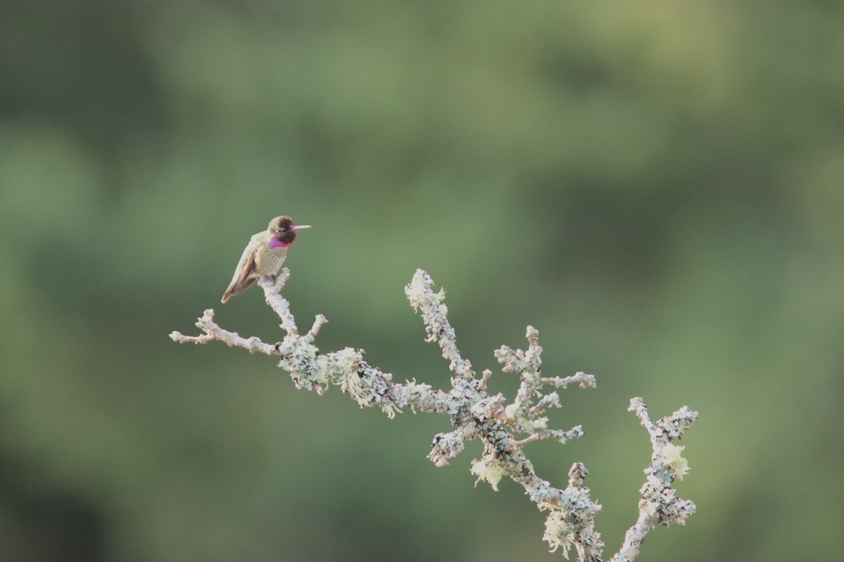 アンナハチドリ - ML646660011
