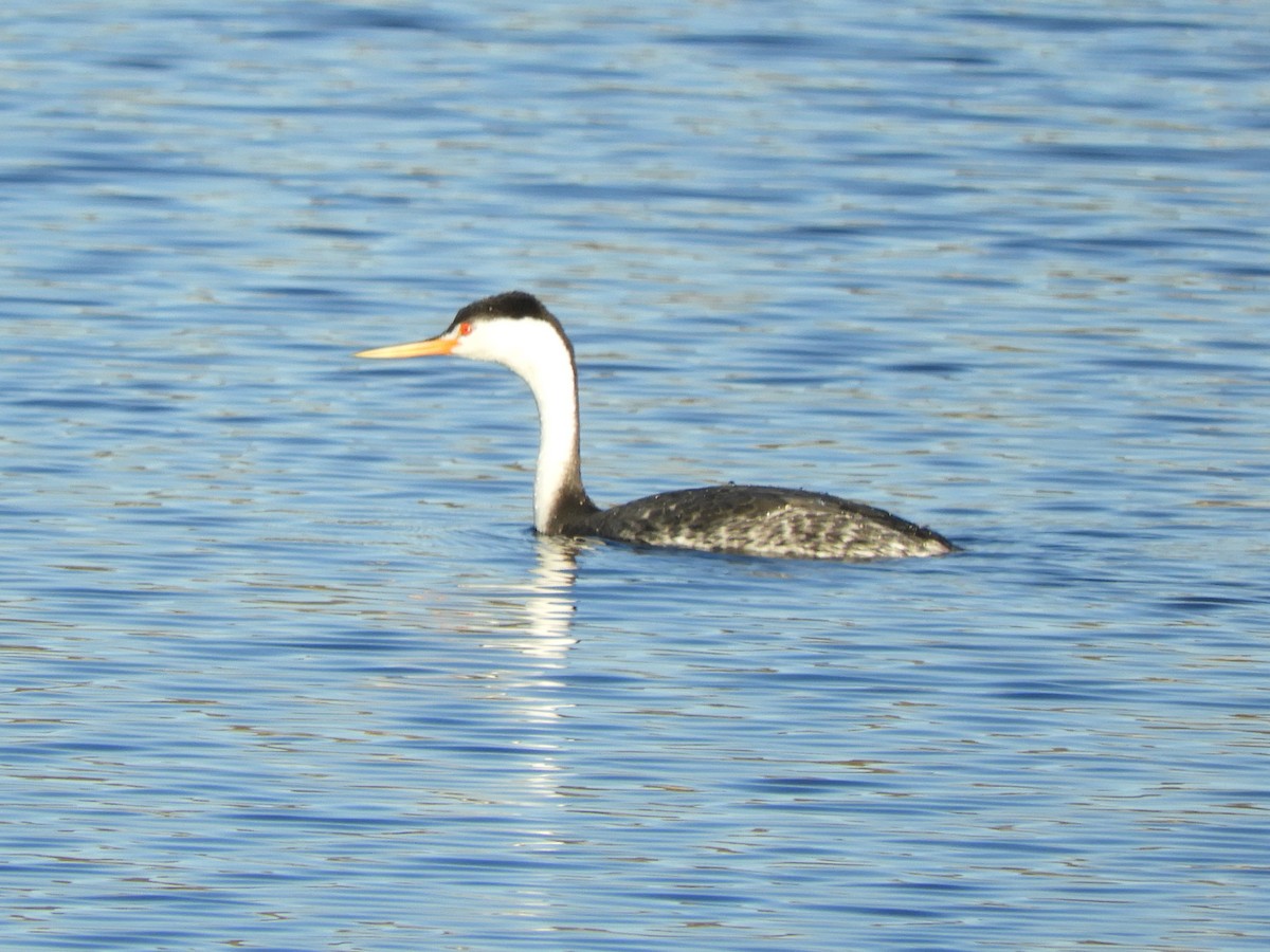 Clark's Grebe - ML646660012