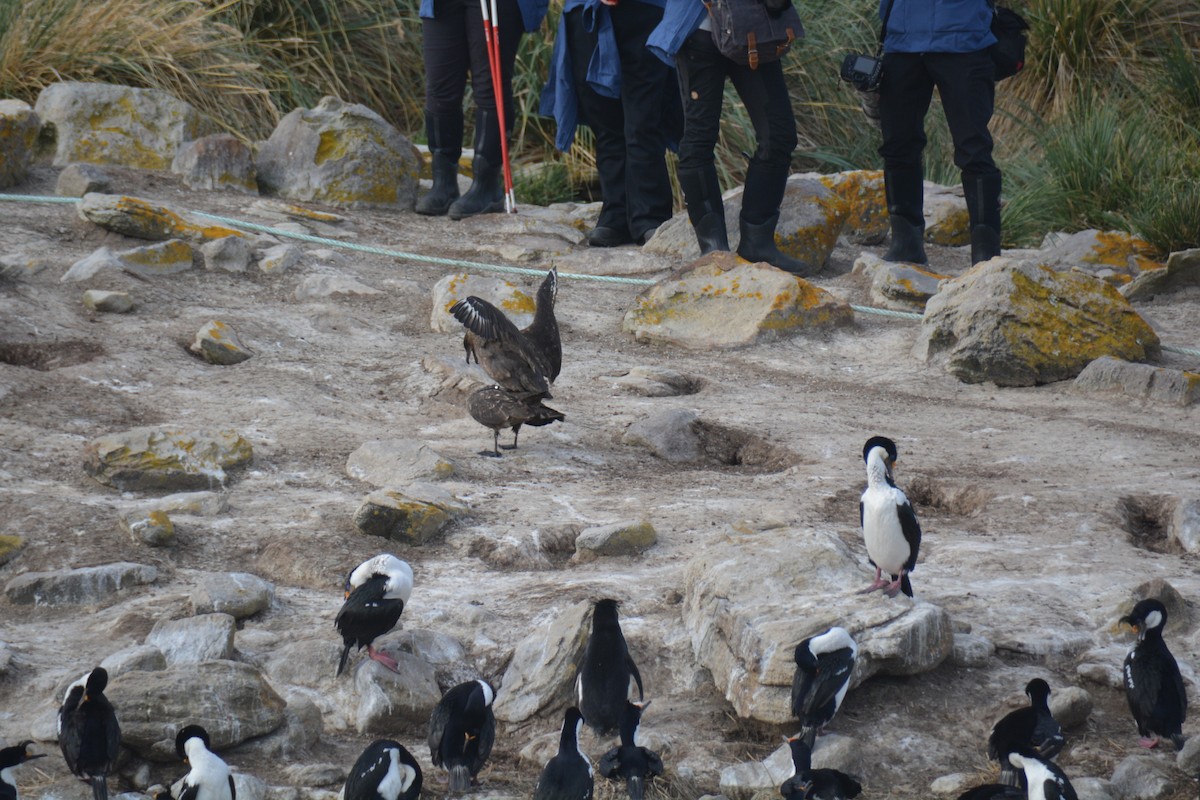 Brown Skua - ML646660014