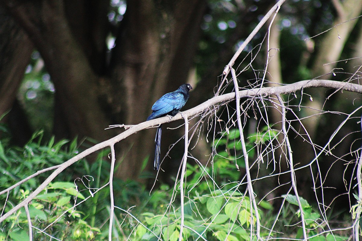 Greater Ani - ML646660015