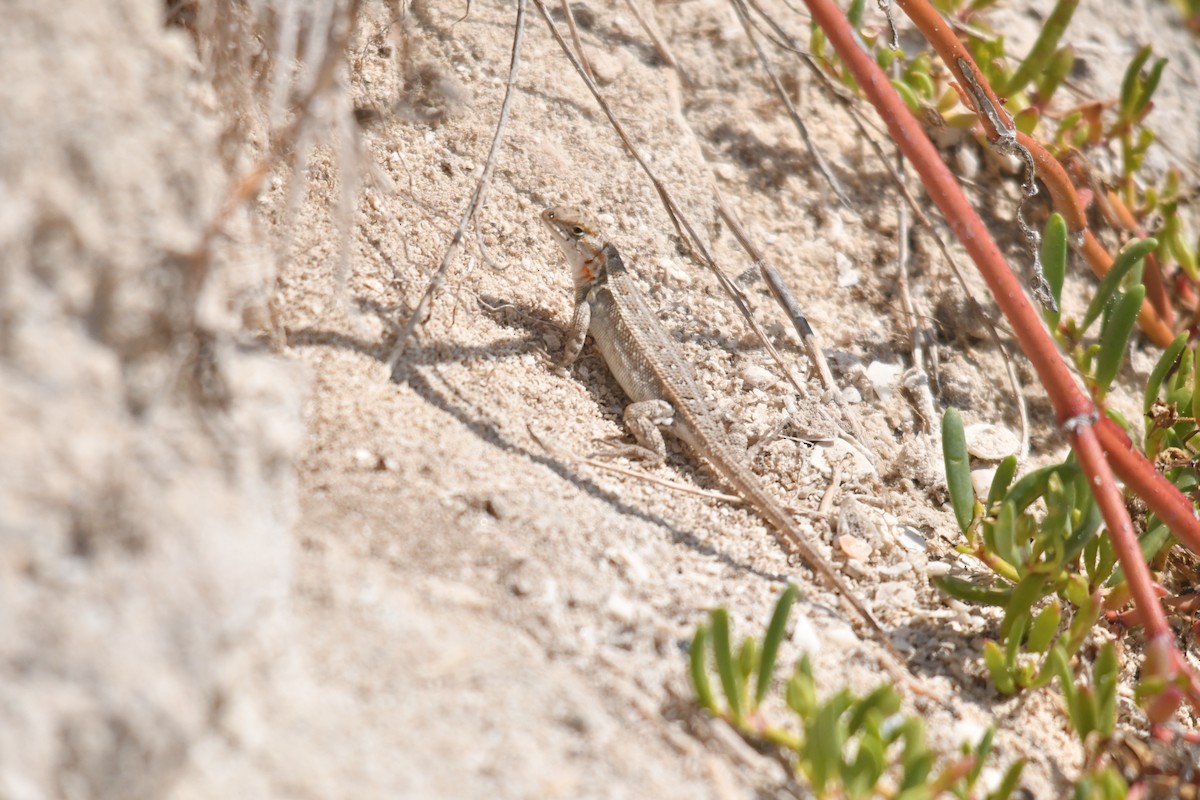 Cozumel Spiny Lizard - ML646660018