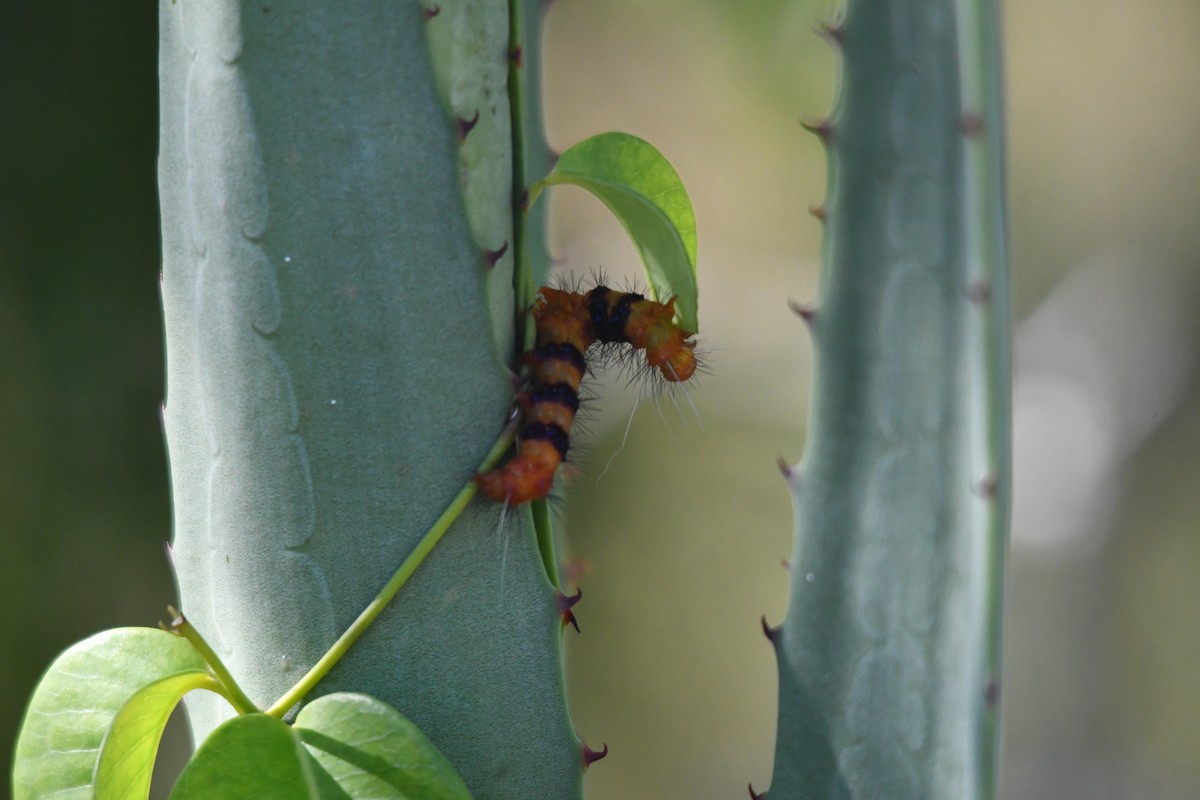 Faithful Beauty - ML646660019