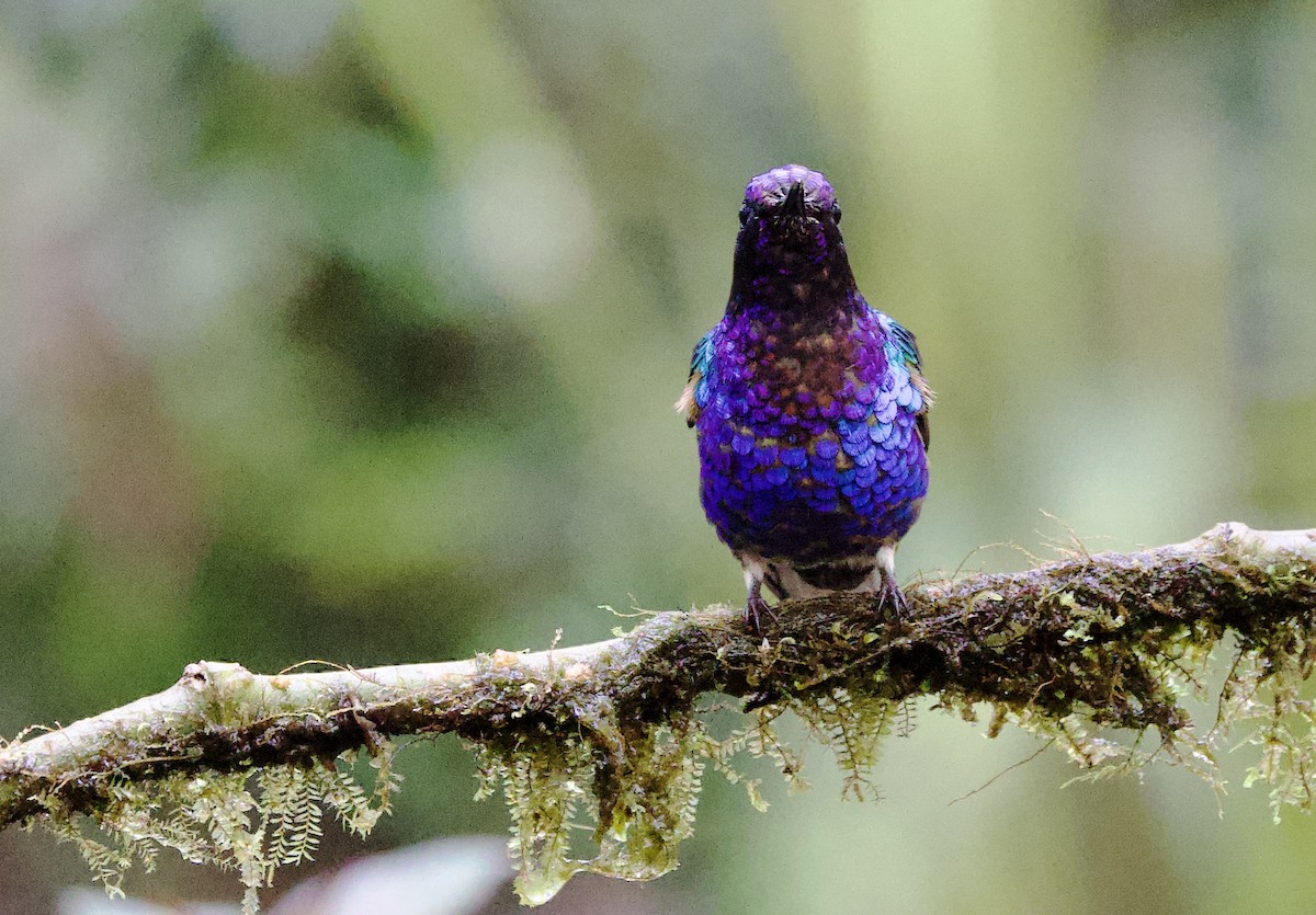 Гиацинтовый венценосец - ML646660020