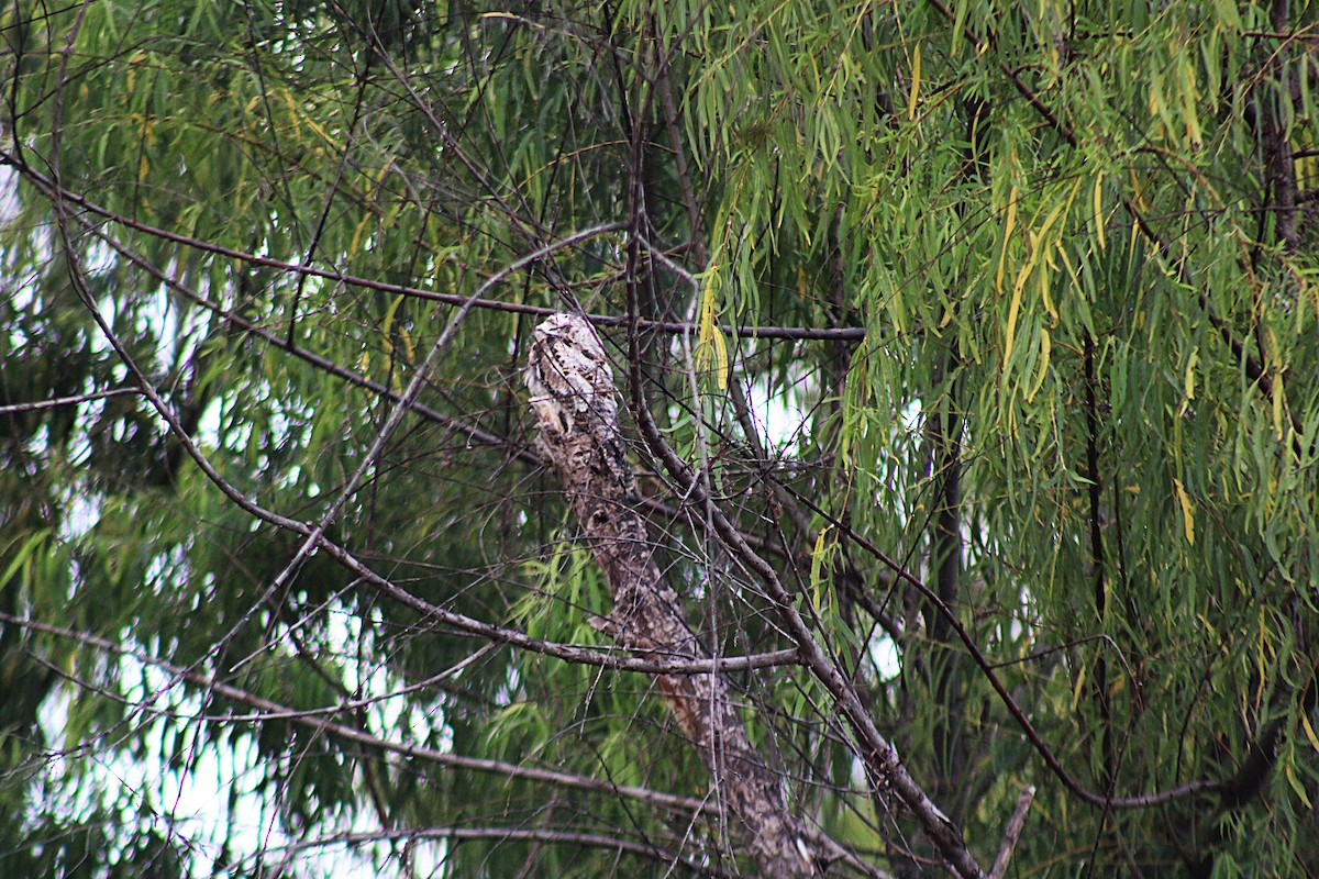 Common Potoo - ML646660022