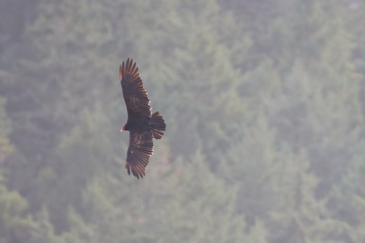 ヒメコンドル - ML646660023