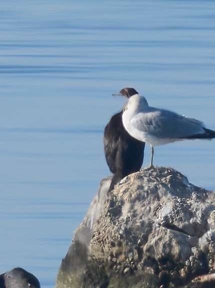 Pelagic Cormorant - ML646660025