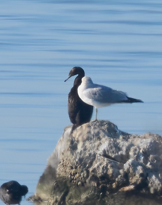 Pelagic Cormorant - ML646660026