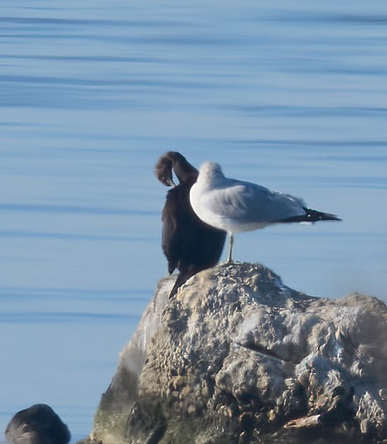 Pelagic Cormorant - ML646660027