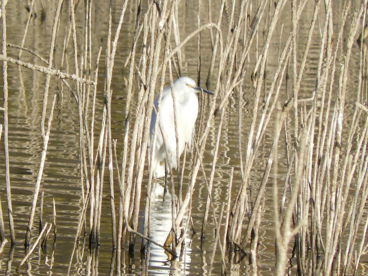 Snowy Egret - ML646660028