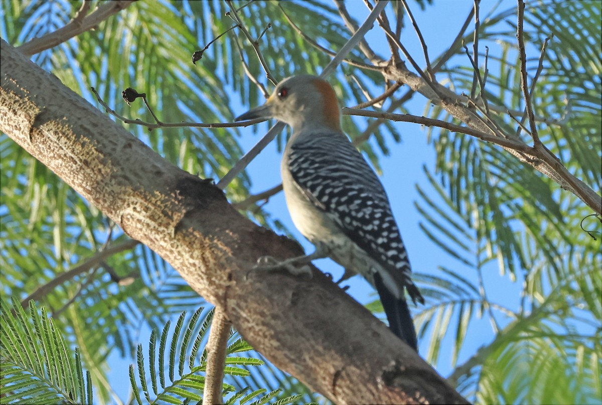 Pic à front doré (aurifrons) - ML646660030