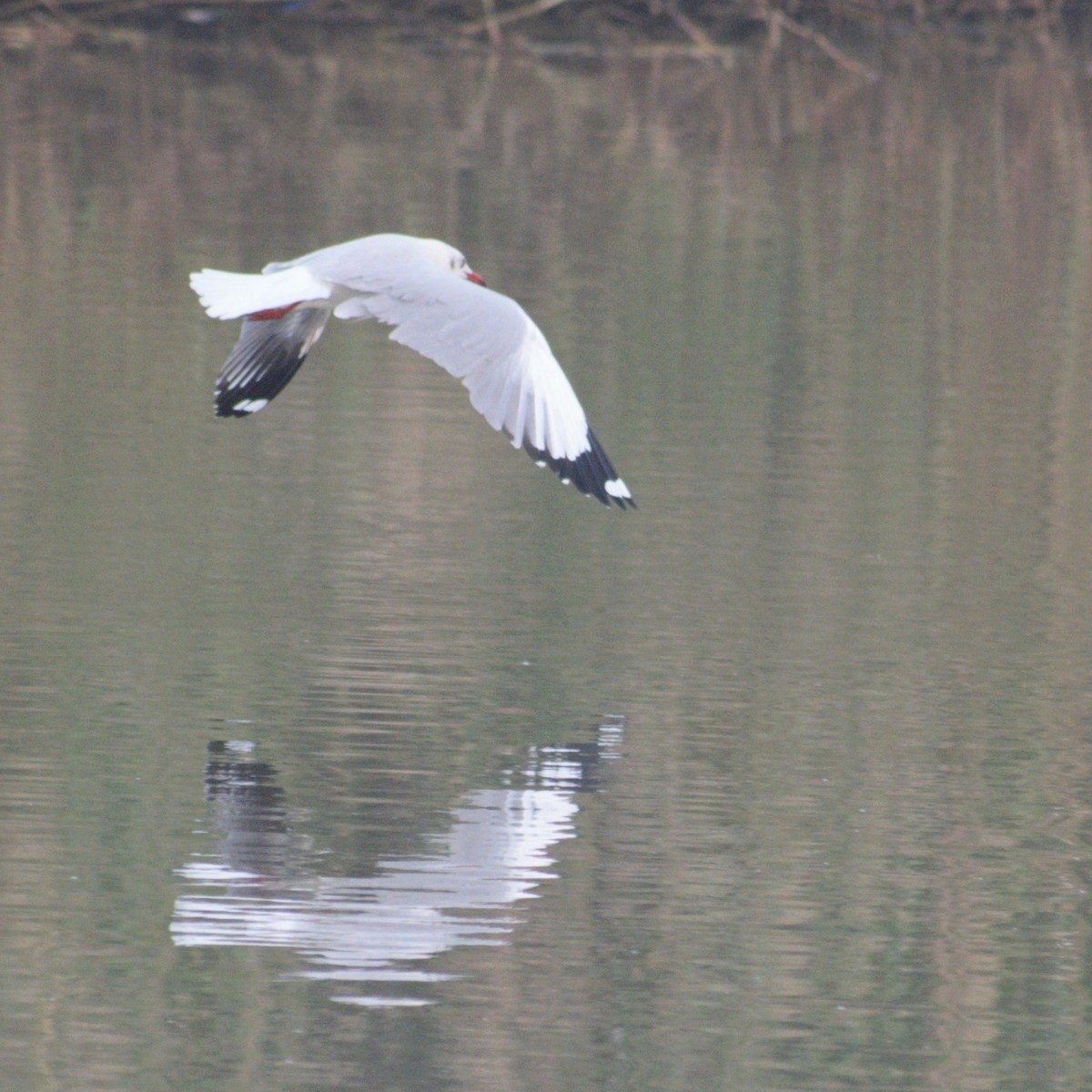 棕頭鷗 - ML646660031