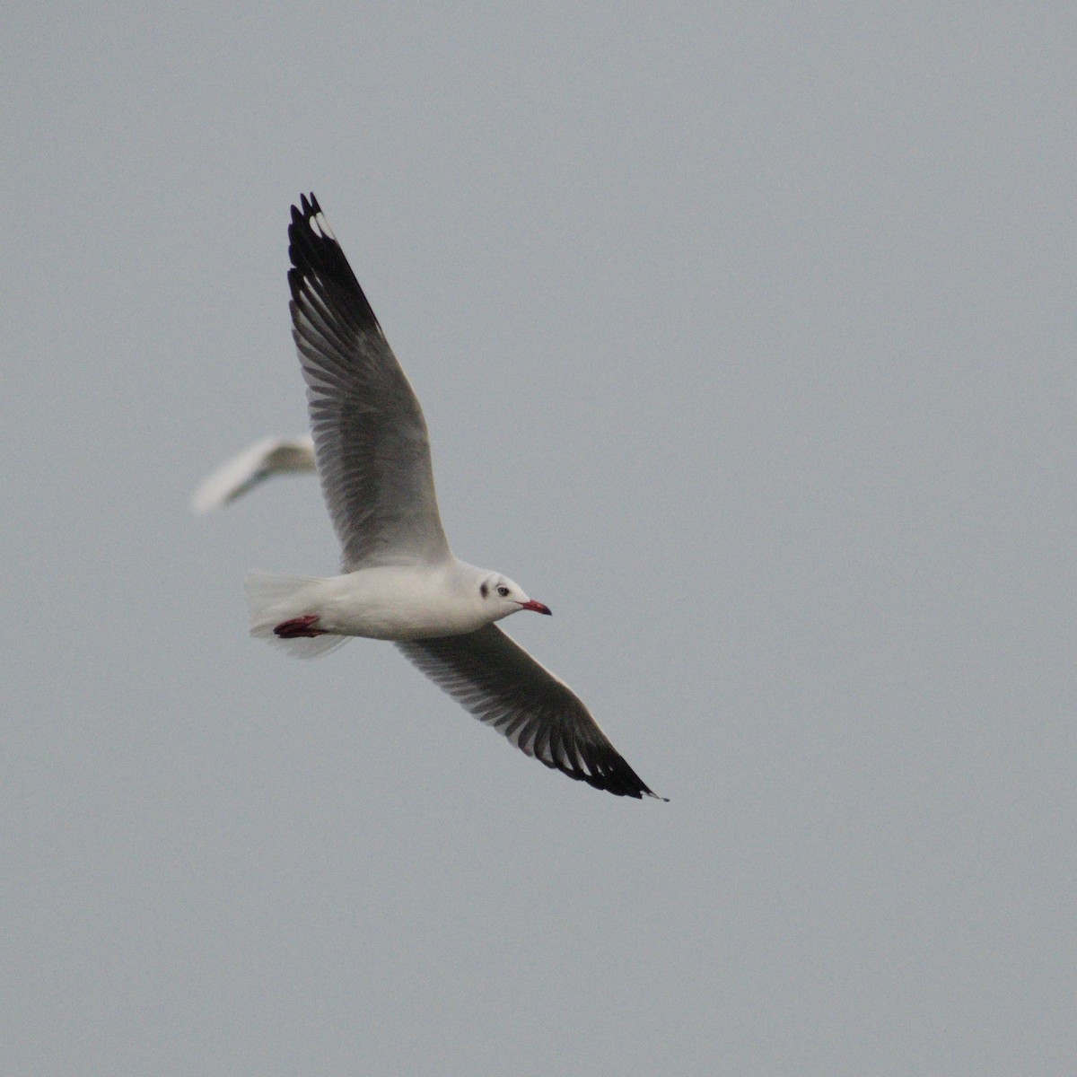 棕頭鷗 - ML646660032