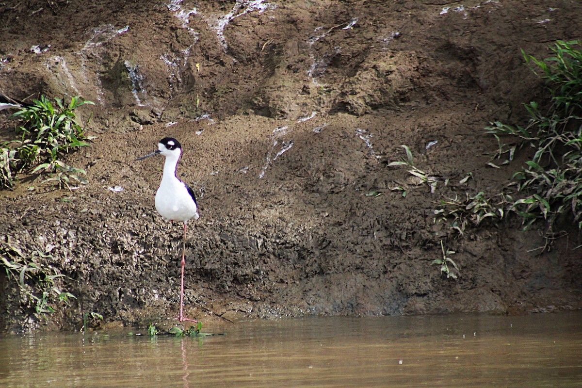 Black-necked Stilt - ML646660034