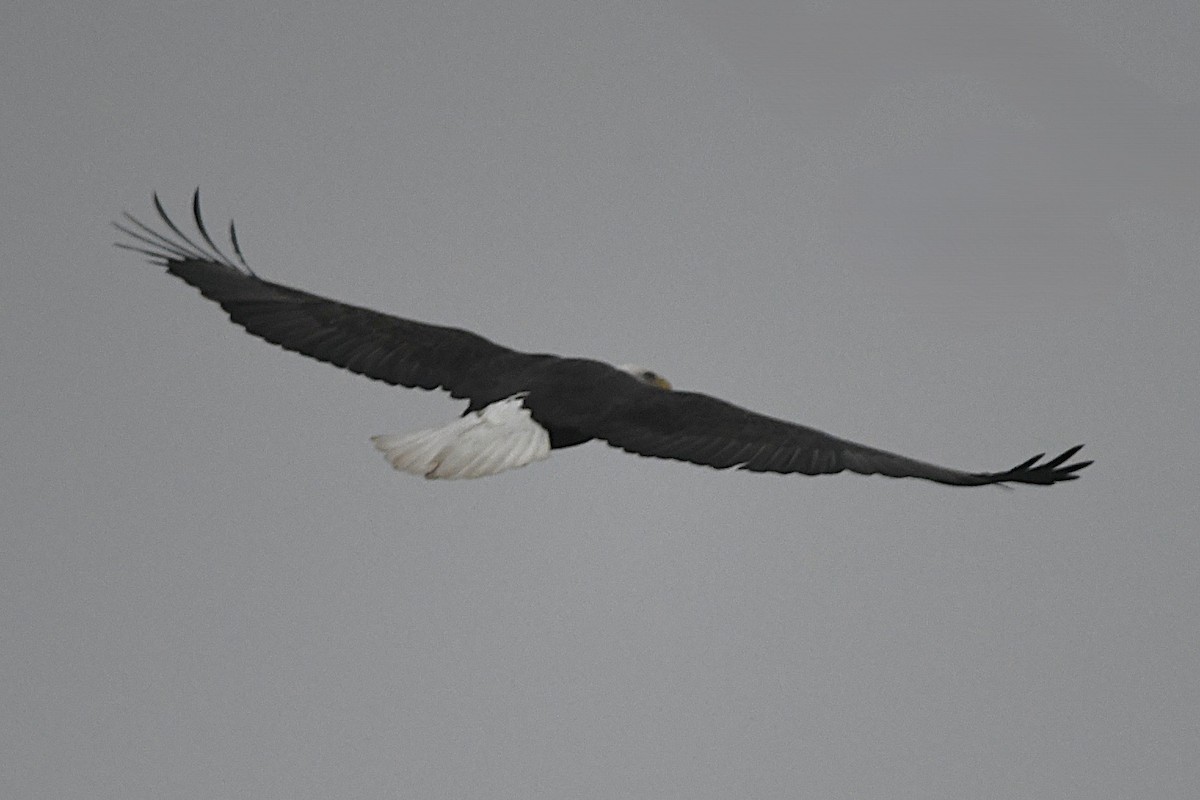 Bald Eagle - ML646660035