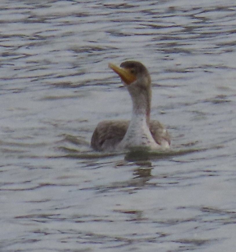 Double-crested Cormorant - ML646660038