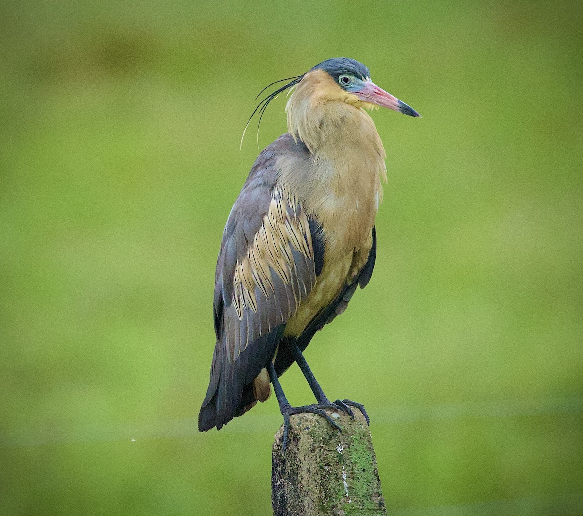 Pfeifreiher - ML646660039