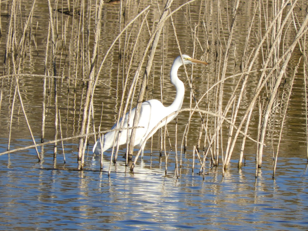 大白鷺 - ML646660040