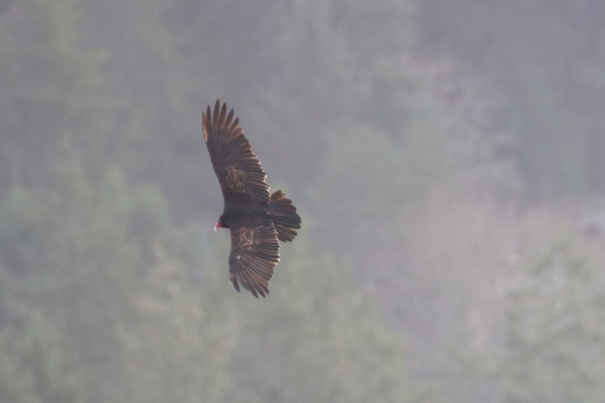 ヒメコンドル - ML646660043