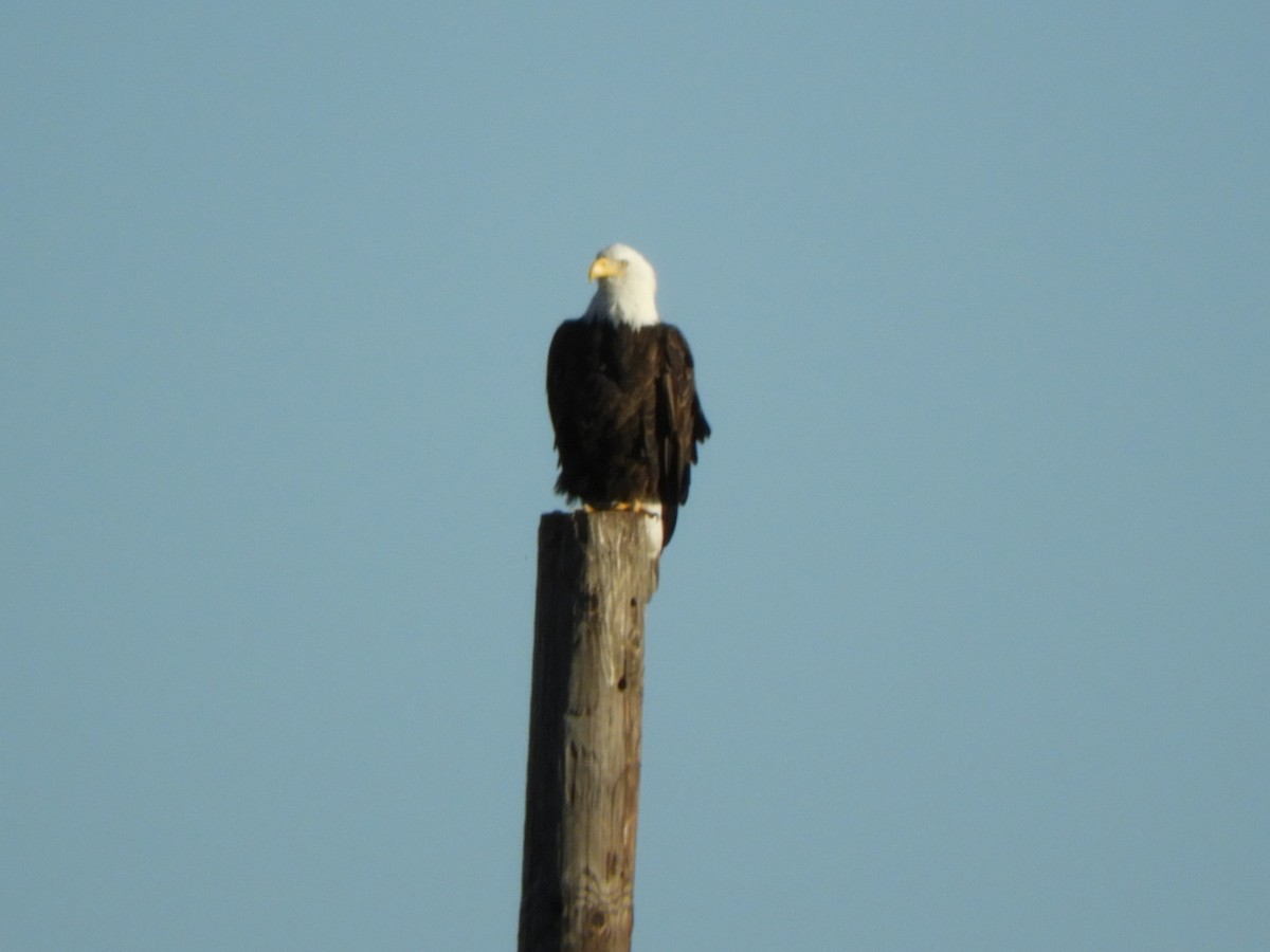 Bald Eagle - ML646660048