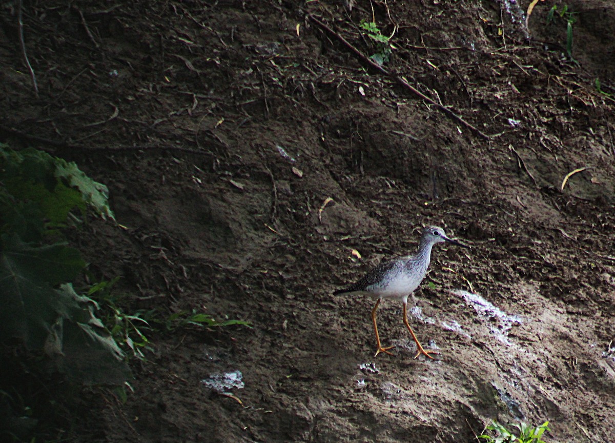 ביצנית עקודה - ML646660051