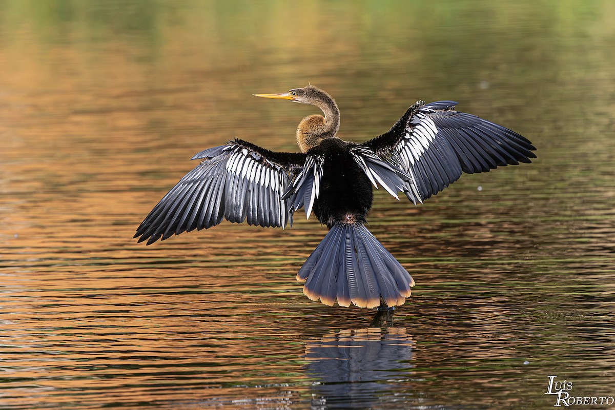 amerikaslangehals - ML646660052