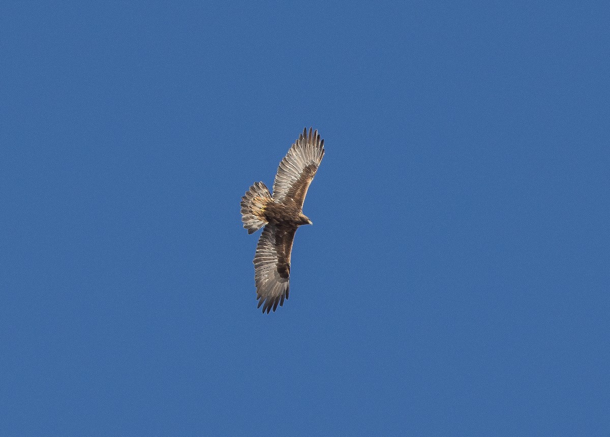 orel skalní - ML646660053