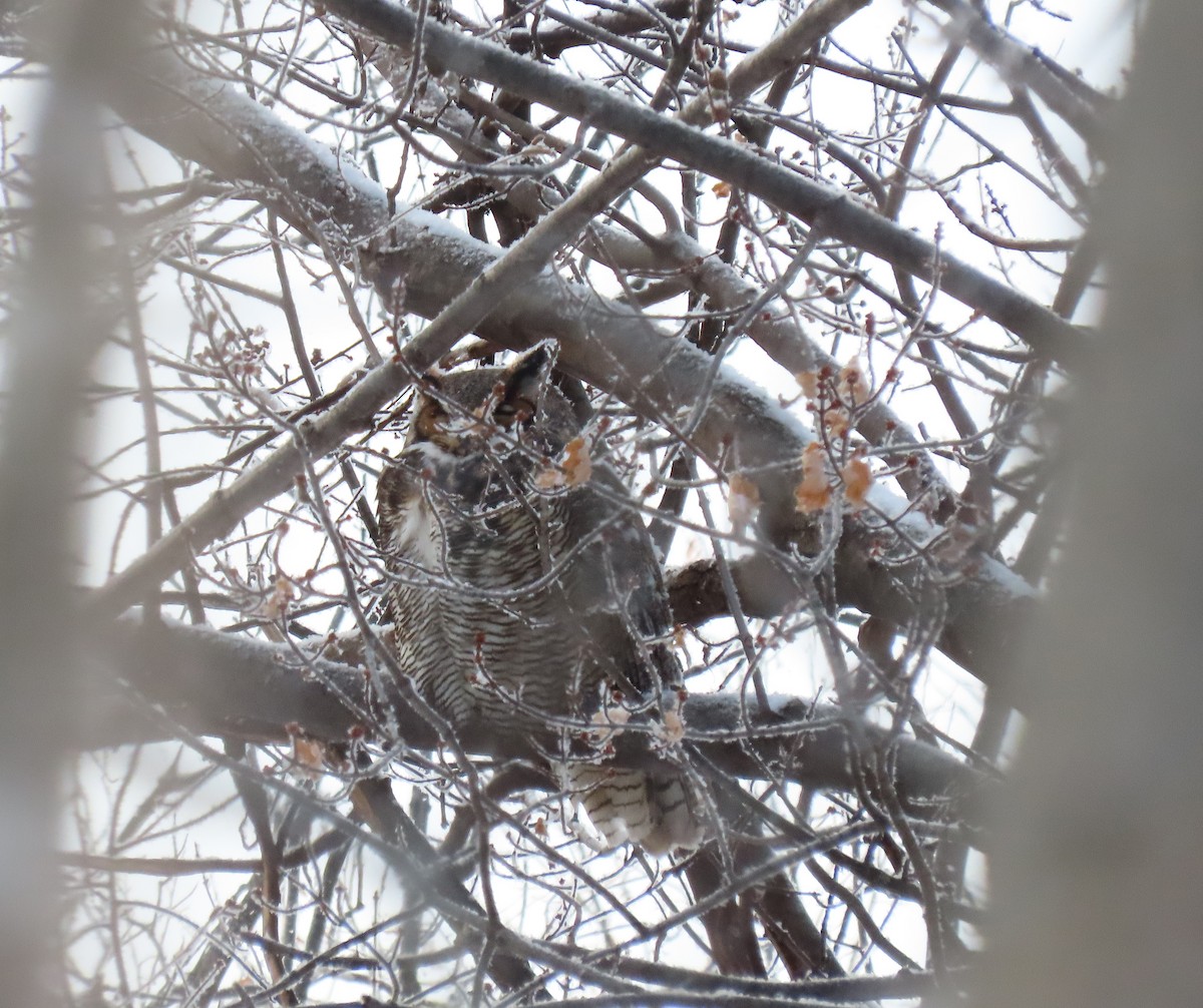 Great Horned Owl - ML646660054