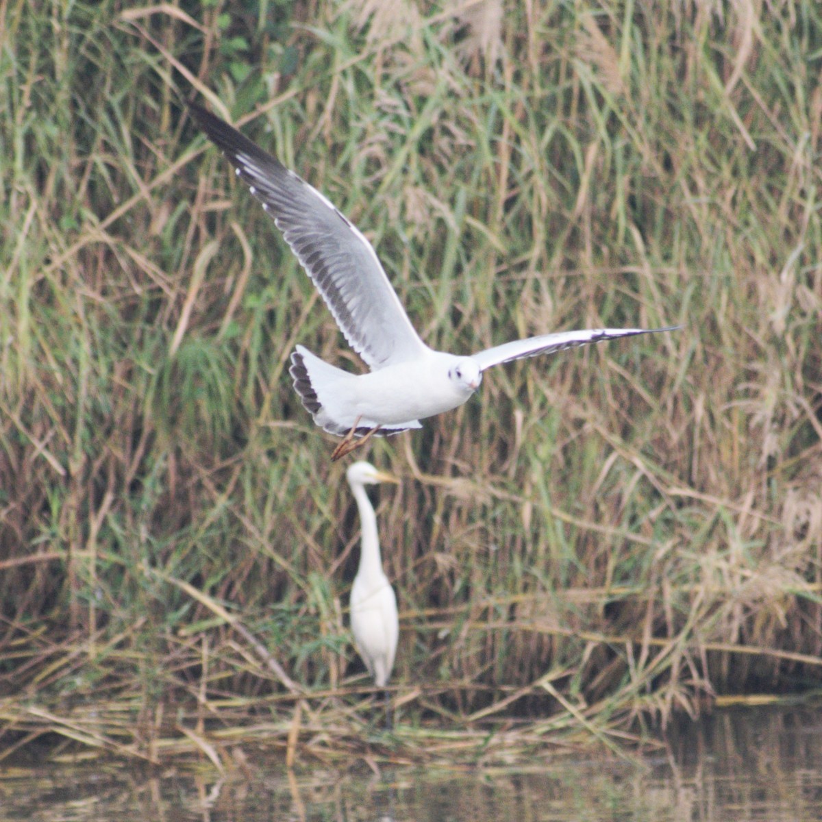 紅嘴鷗 - ML646660055