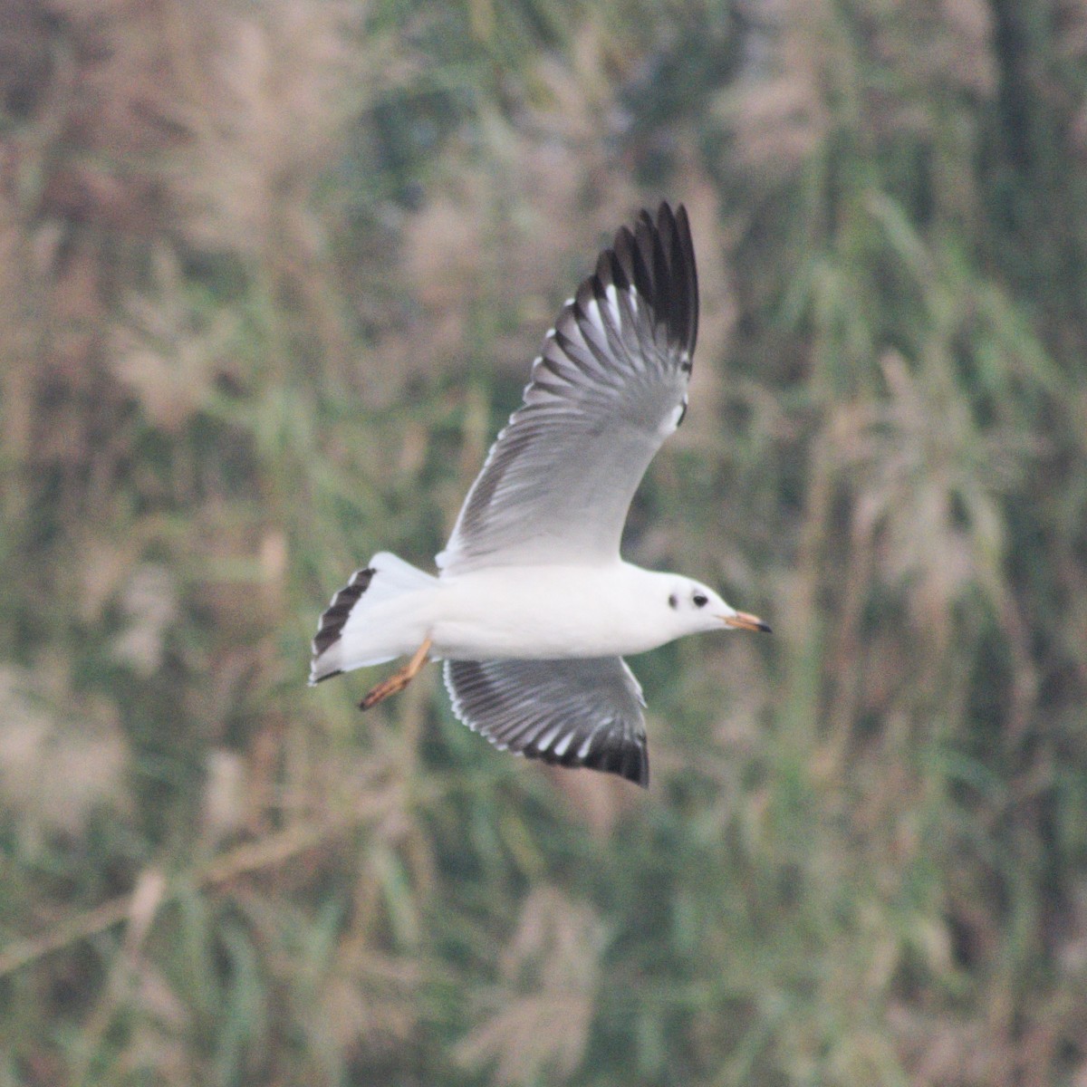 紅嘴鷗 - ML646660056