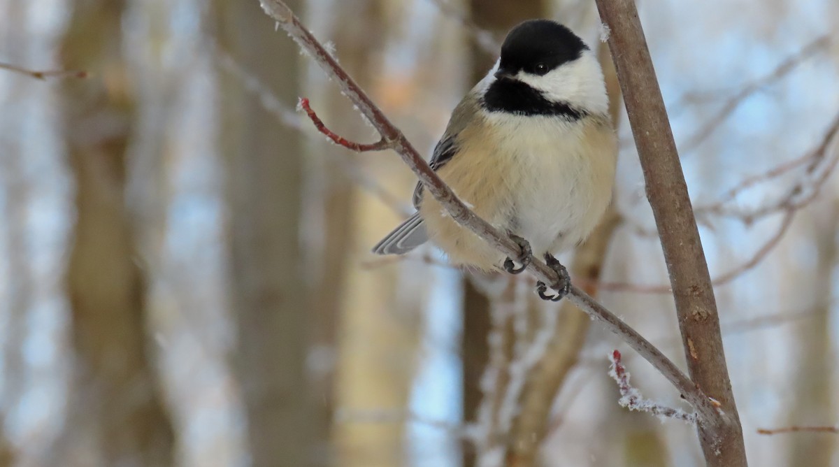 Black-capped Chickadee - ML646660058
